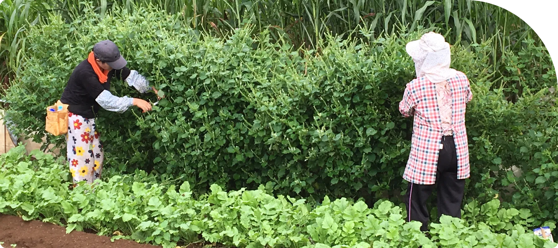 「安心」「安全」で育てる無農薬栽培